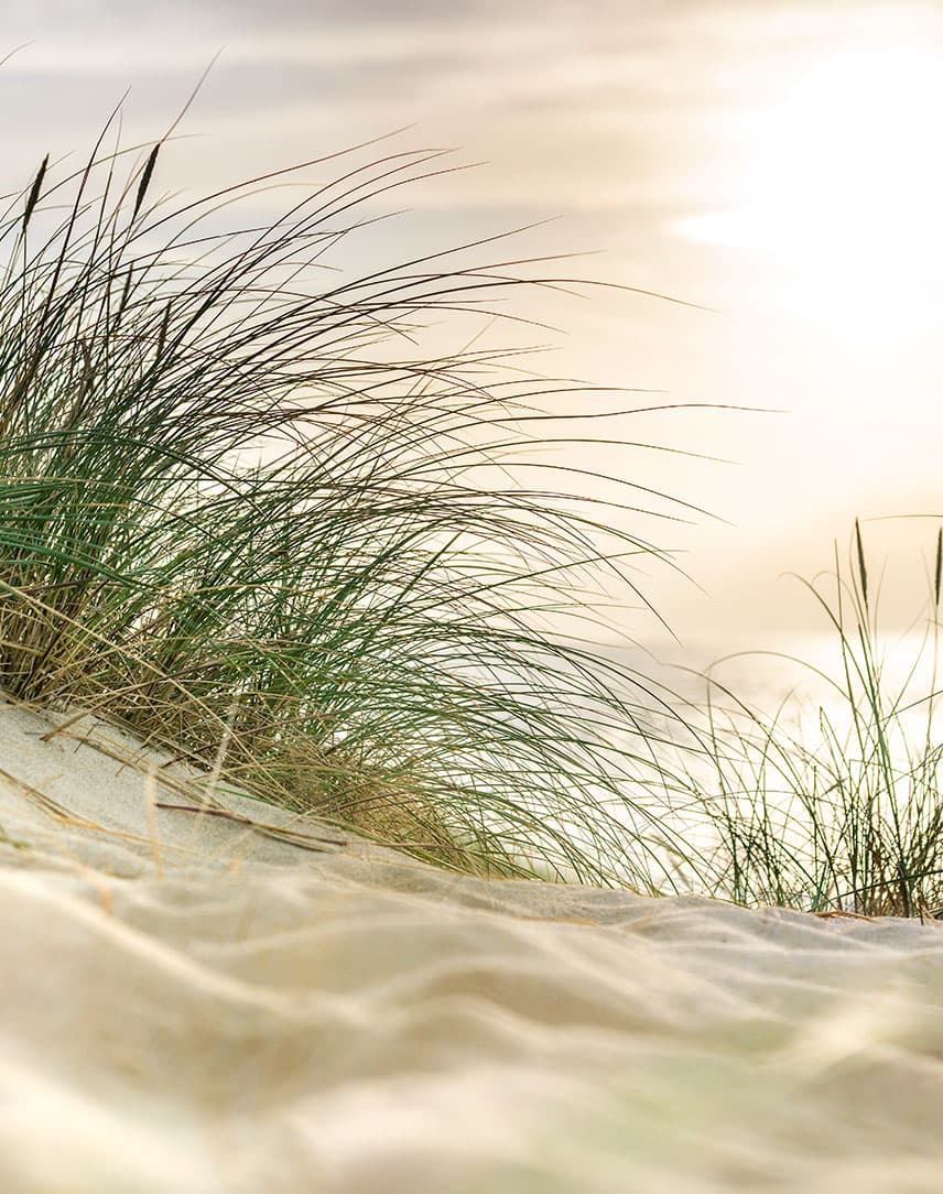 Sanddüne mit Dünengras vor hellem Himmel