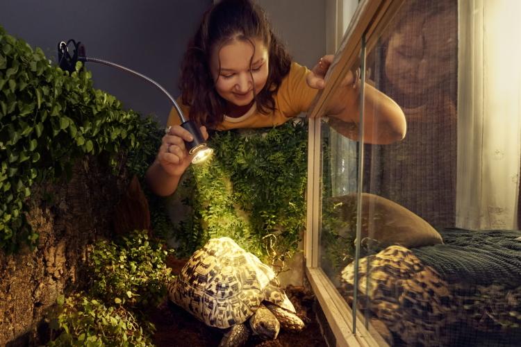 Mädchen leuchtet mit Licht ihre Schildkröte an